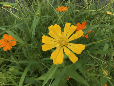 金鸡菊