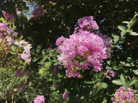紫薇花