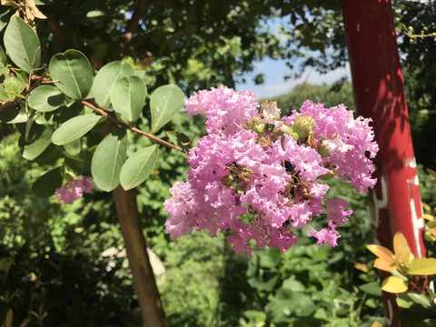 紫薇花