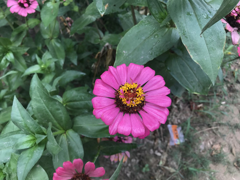 百日菊