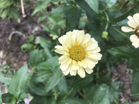 百日菊