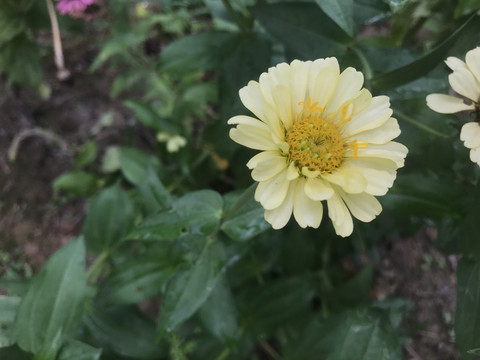 百日菊