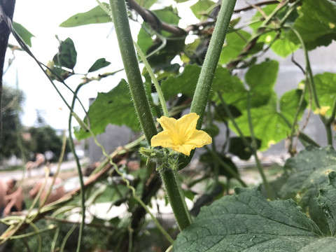 黄瓜花
