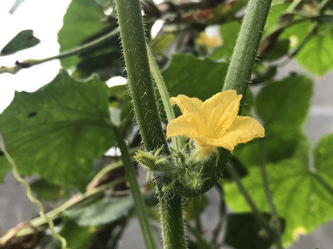 黄瓜花