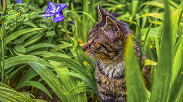 流浪猫的春天