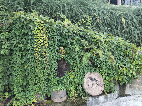 爬山虎绿植墙