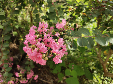 紫薇花特写