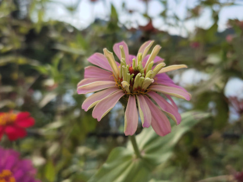 百日菊花芯特写