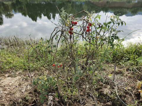 小西红柿种植