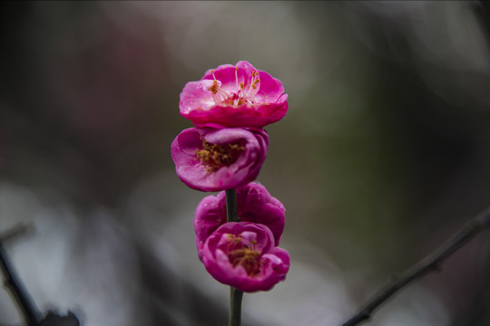 一枝梅花