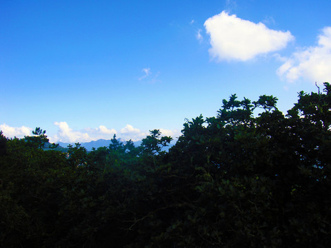 蓝天下的树林