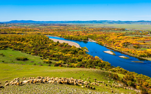 秋季根河湿地羊群