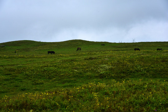 乌蒙高原草场风景