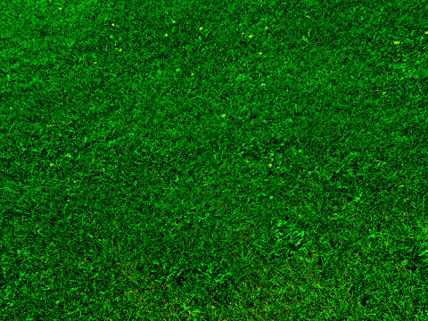 绿色草坪