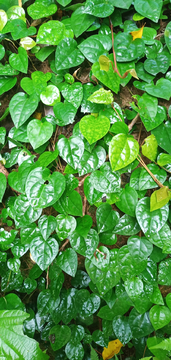 爬藤植物绿色植物