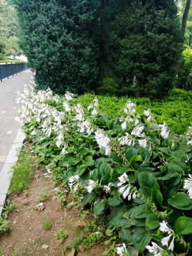 路边盛开的白色花丛
