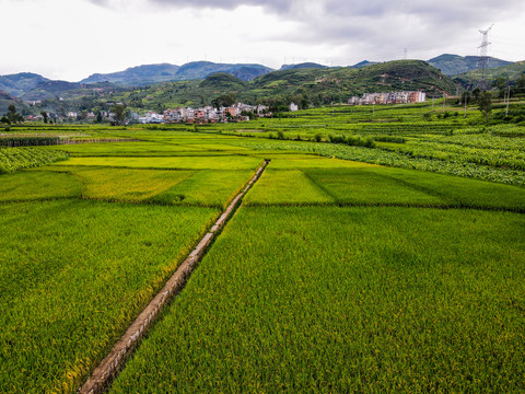 农村农田风景