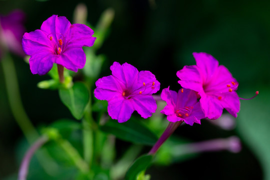 紫茉莉