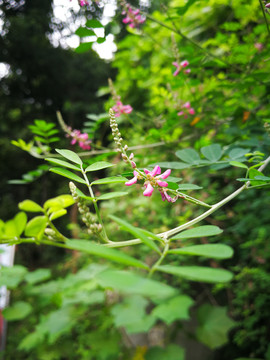 木蓝