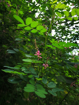 木蓝