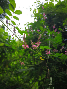木蓝