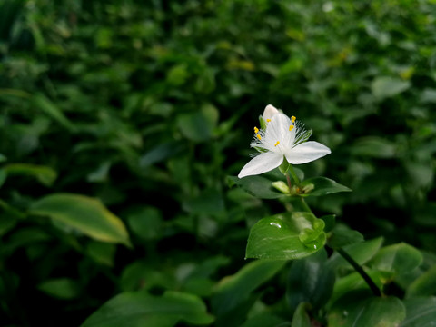 白花紫露草