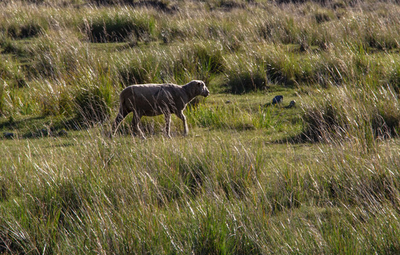 草地上的一只羊