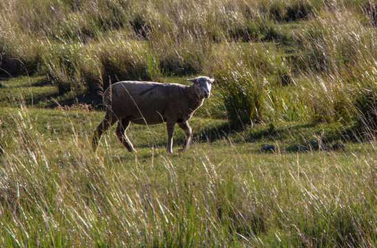 草原上的一只羊