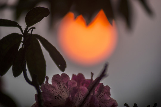 菌子山杜鹃花