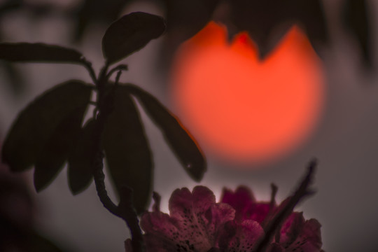 菌子山杜鹃花