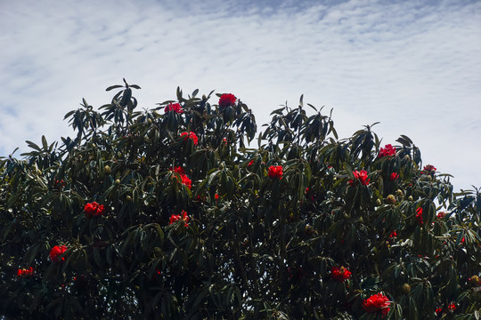 菌子山杜鹃花