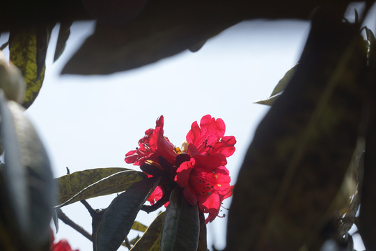 菌子山杜鹃花