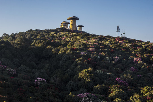 菌子山杜鹃花