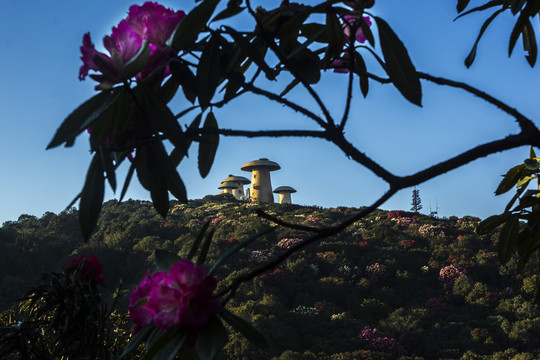 菌子山杜鹃花