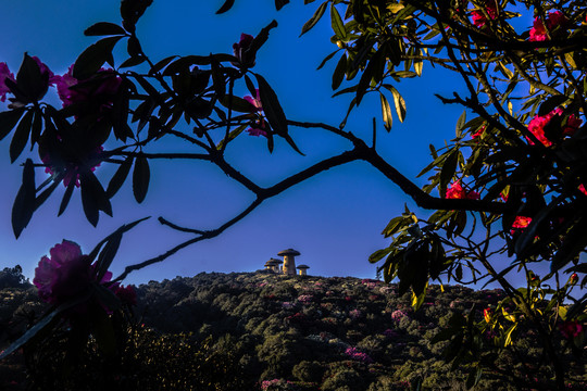 菌子山杜鹃花