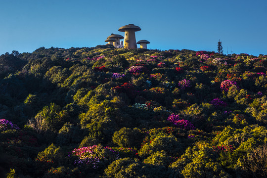 菌子山杜鹃花