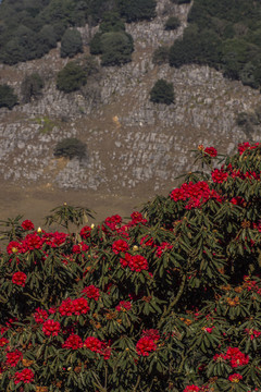 菌子山杜鹃花