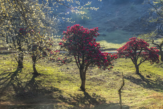 菌子山杜鹃花