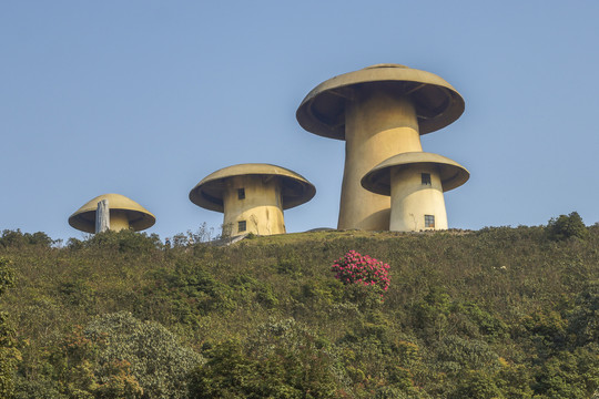 菌子山杜鹃花