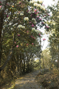 菌子山杜鹃花