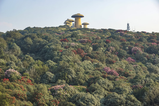 菌子山杜鹃花