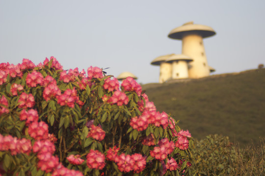 菌子山杜鹃花