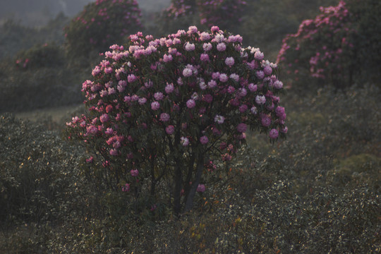 菌子山杜鹃花
