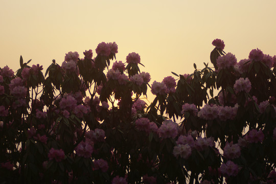 菌子山杜鹃花