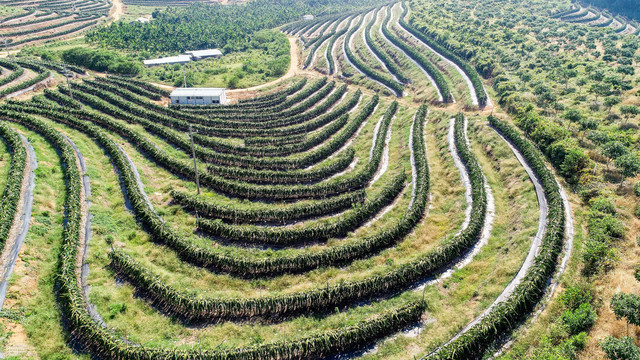 火龙果种植园