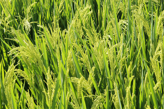 绿油油稻米