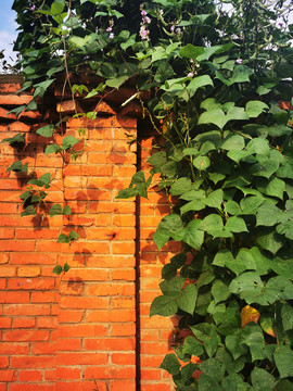 农家红砖围墙上的爬树豆