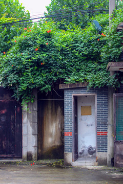 老上海爬墙虎