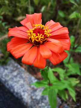 红色的百日菊