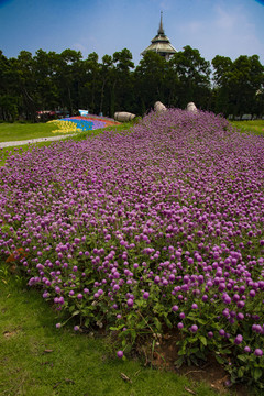 红花烂漫